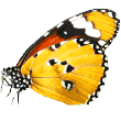 https://paw-paw.net/wp-content/uploads/2019/08/butterfly.png